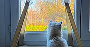 Pixelle participe au concours pour gagner de l'argent avec cette photo : cat, white_cat, window, window_hammock, blue_sky, trees, autumn, sunlight, indoor, pet, feline, sitting, fluffy, cozy, nature_view, relaxation, daylight, house, quiet, calm