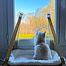 cat, white_cat, window, window_hammock, blue_sky, trees, autumn, sunlight, indoor, pet, feline, sitting, fluffy, cozy, nature_view, relaxation, daylight, house, quiet, calm