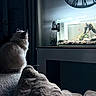 Pixelle participe au concours pour gagner de l'argent avec cette photo : cat, aquarium, goldfish, fish_tank, indoor, pet, animal, cozy, dim_lighting, curtains, clock, furniture, tank_plants, rocks, reflection, wall, soft_texture, quiet, contemplative, home