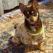 Hiccup joined the competition — help win amazing prizes! animal, brown_dog, carpet, collar, curious, curtain, cute, dog, domestic_animal, ears_up, floor, furniture, home_interior, indoor, pajamas, patterned_rug, pet_clothing, red_collar, sitting, small_dog