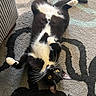 cat, tuxedo_cat, pet, animal, indoor, carpet, patterned_rug, relaxed, lying_down, belly_up, whiskers, yellow_eyes, black_and_white, feline, domestic_cat, cute, playful, paw, fur, looking_up