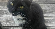 Bandit joined the competition — help win amazing prizes! cat, tuxedo_cat, yellow_eyes, whiskers, black_fur, white_paws, glass_door, wooden_deck, outdoor, pet, curious, animal, feline, domestic_cat, close_up, daylight, looking_up, sitting, portrait, nature