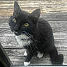 cat, tuxedo_cat, yellow_eyes, whiskers, black_fur, white_paws, glass_door, wooden_deck, outdoor, pet, curious, animal, feline, domestic_cat, close_up, daylight, looking_up, sitting, portrait, nature