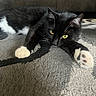 Bandit joined the competition — help win amazing prizes! cat, black_cat, white_paws, yellow_eyes, carpet, indoor, pet, feline, relaxed, laying_down, close_up, whiskers, floor, domestic_animal, cute, animal, resting, fur, paw, home