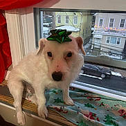 Archie is registered to the contest to win money with this photo: dog, white_dog, pet, windowsill, window, bow, holiday_bow, blanket, christmas_theme, snow, car, house, residential_area, curious, indoors, festive, winter, cozy, animal, small_dog