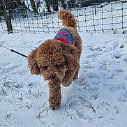 Santa a rejoint le concours — aidez-le/la à gagner de superbes lots ! dog, poodle, snow, winter, leash, sweater, walking, grass, fence, trees, outdoor, park, paw_prints, curly_fur, pet, canine, cold, footprints, portrait, playful