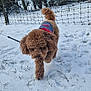 dog, poodle, snow, winter, leash, sweater, walking, grass, fence, trees, outdoor, park, paw_prints, curly_fur, pet, canine, cold, footprints, portrait, playful