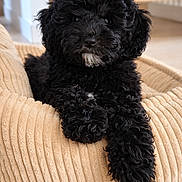 Alvaro a rejoint le concours — aidez-le/la à gagner de superbes lots ! dog, puppy, black_puppy, curly_fur, pet, dog_bed, cozy, indoor, portrait, close_up, nose, eyes, paw, fur_texture, beige, cushion, wood_floor, adorable, sitting, whiskers
