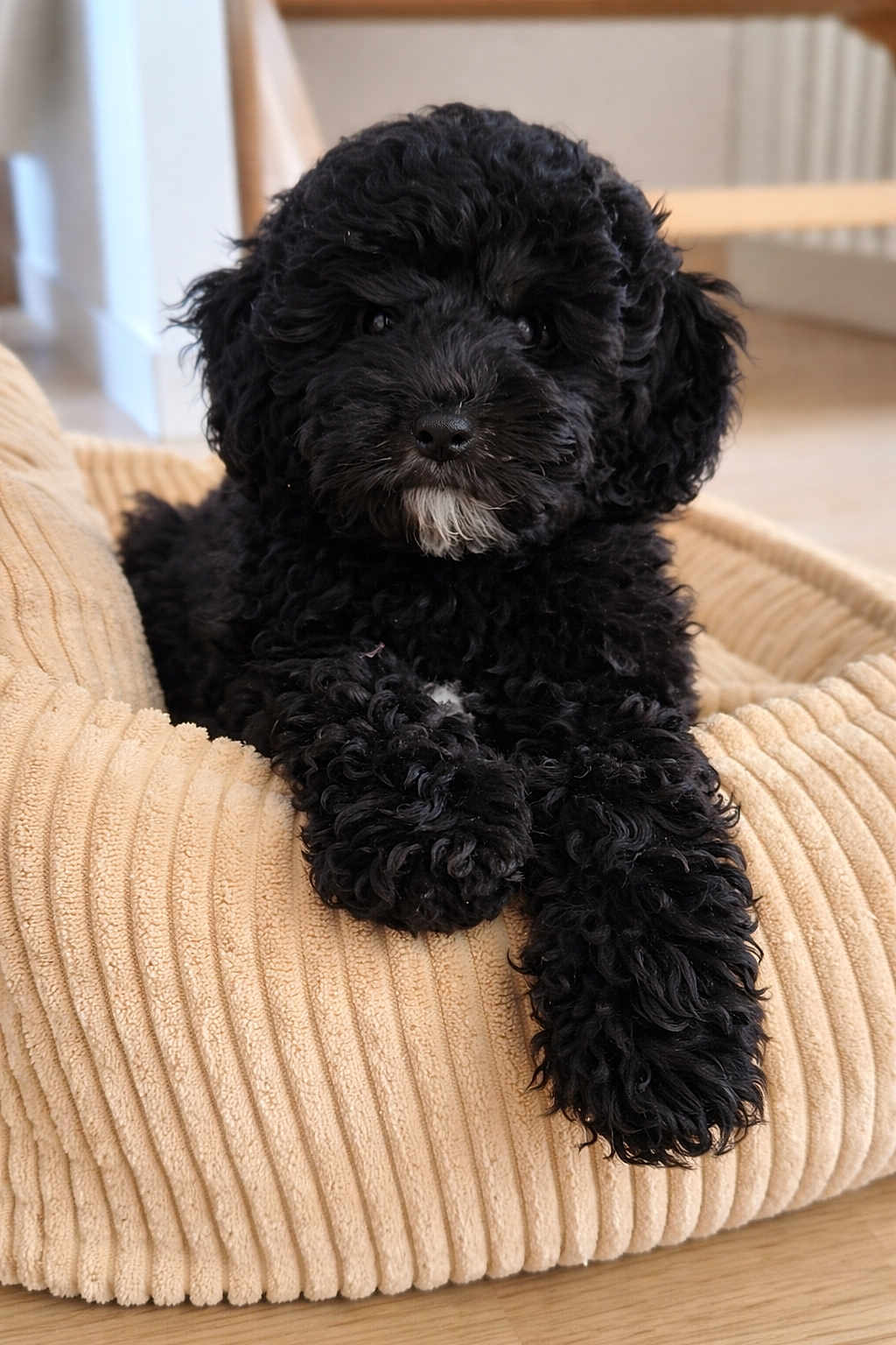 Alvaro a rejoint le concours — aidez-le/la à gagner de superbes lots ! dog, puppy, black_puppy, curly_fur, pet, dog_bed, cozy, indoor, portrait, close_up, nose, eyes, paw, fur_texture, beige, cushion, wood_floor, adorable, sitting, whiskers