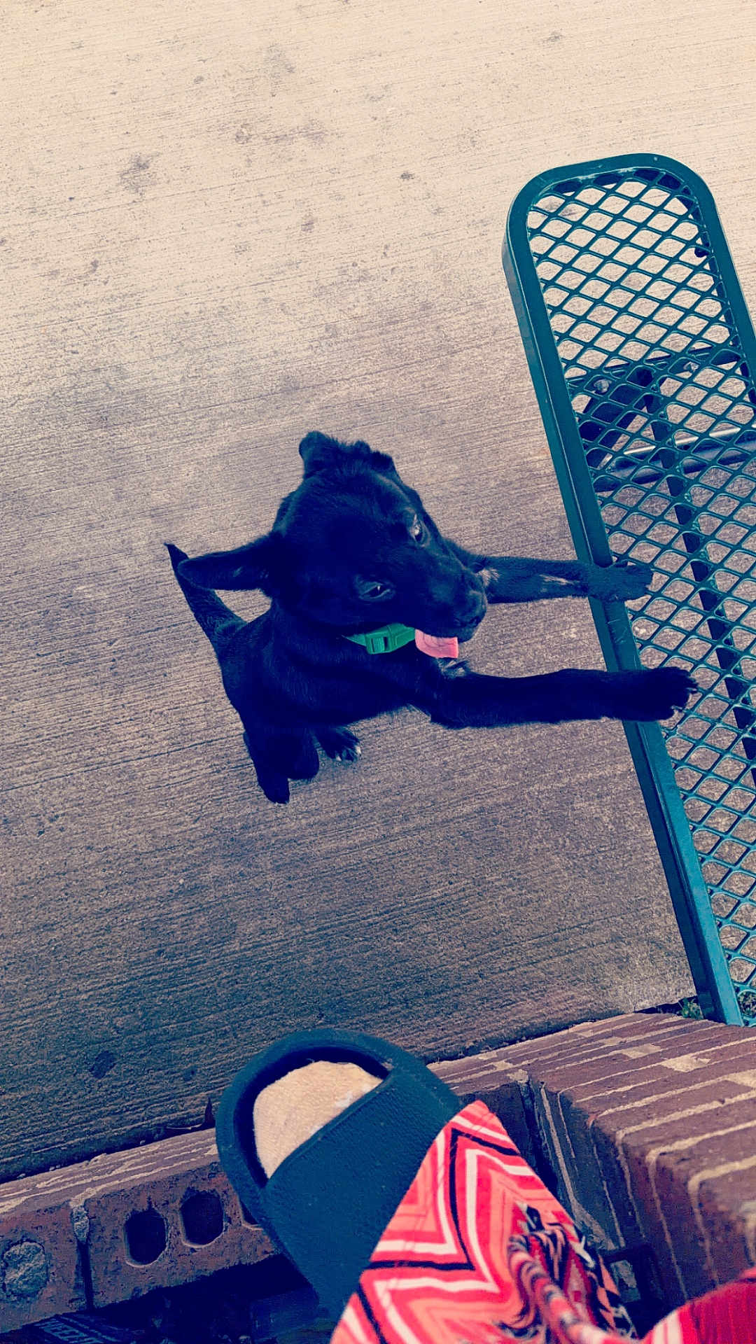 Kash is registered to the contest to win money with this photo: dog, puppy, black_dog, tongue_out, green_collar, metal_bench, bench, concrete, pavement, slipper, foot, brick, patterned_clothing, outdoor, pet, looking_up, paws, concrete_texture, portrait_orientation, playful
