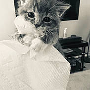 Sky joined the competition — help win amazing prizes! animal, cat, claw, close_up, curious, cute, domestic, feline, furry, handheld, indoor, kitten, monochrome, paper_towel, pet, small, soft_light, texture, whiskers, young