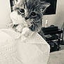 animal, cat, claw, close_up, curious, cute, domestic, feline, furry, handheld, indoor, kitten, monochrome, paper_towel, pet, small, soft_light, texture, whiskers, young