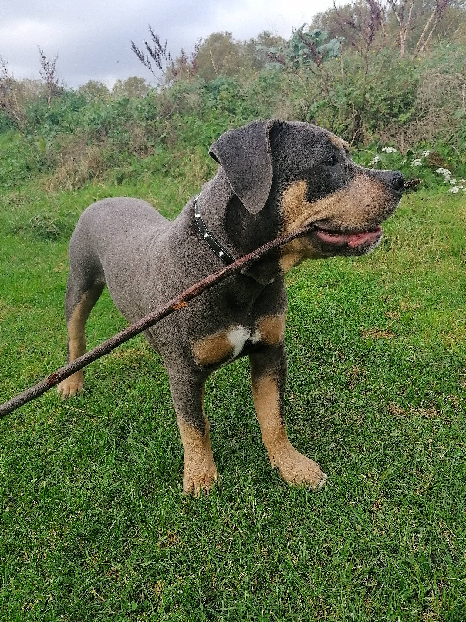 Tupac joined the competition — help win amazing prizes! canidae, carnivore, cloud, collar, companion_dog, composite_material, dog, dog_breed, dog_collar, dog_supply, grass, metal, pet_supply, plant, sky, snout, sporting_group, terrestrial_animal, working_animal, working_dog