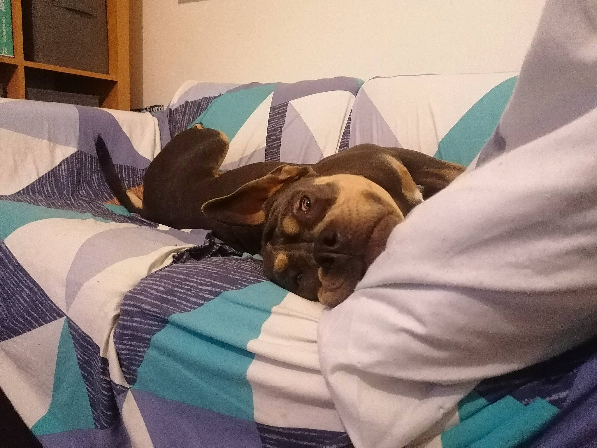 Tupac joined the competition — help win amazing prizes! bed, bedding, blanket, carnivore, chair, comfort, companion_dog, couch, eyewear, fashion_accessory, fawn, felidae, fur, hat, linens, nap, room, small_to_medium_sized_cats