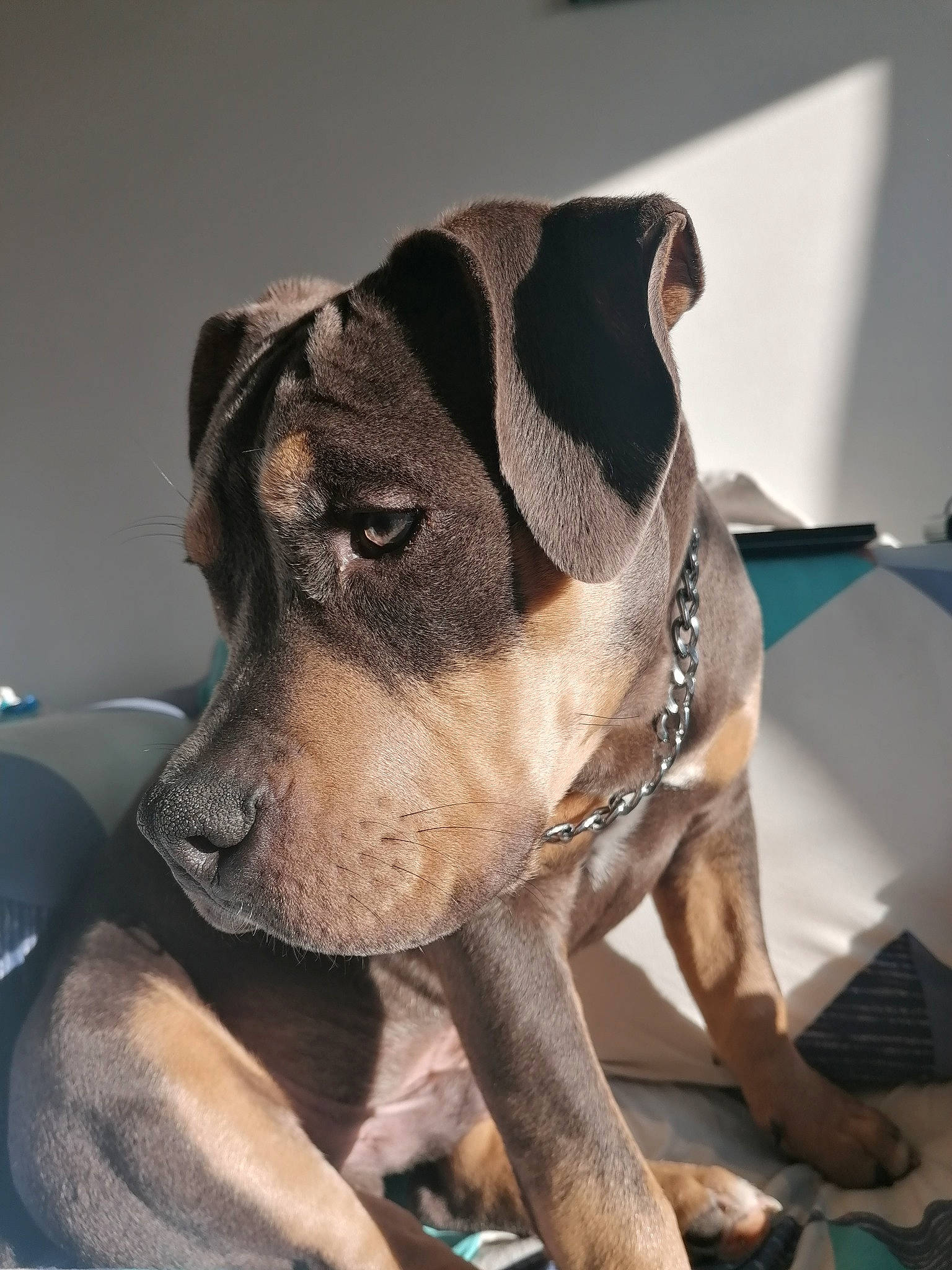 Tupac joined the competition — help win amazing prizes! ancient_dog_breeds, canidae, carnivore, collar, companion_dog, dog, dog_breed, dog_clothes, dog_collar, fawn, fur, guard_dog, molosser, pet_supply, snout, sporting_group, toy_dog, whiskers, working_animal, working_dog