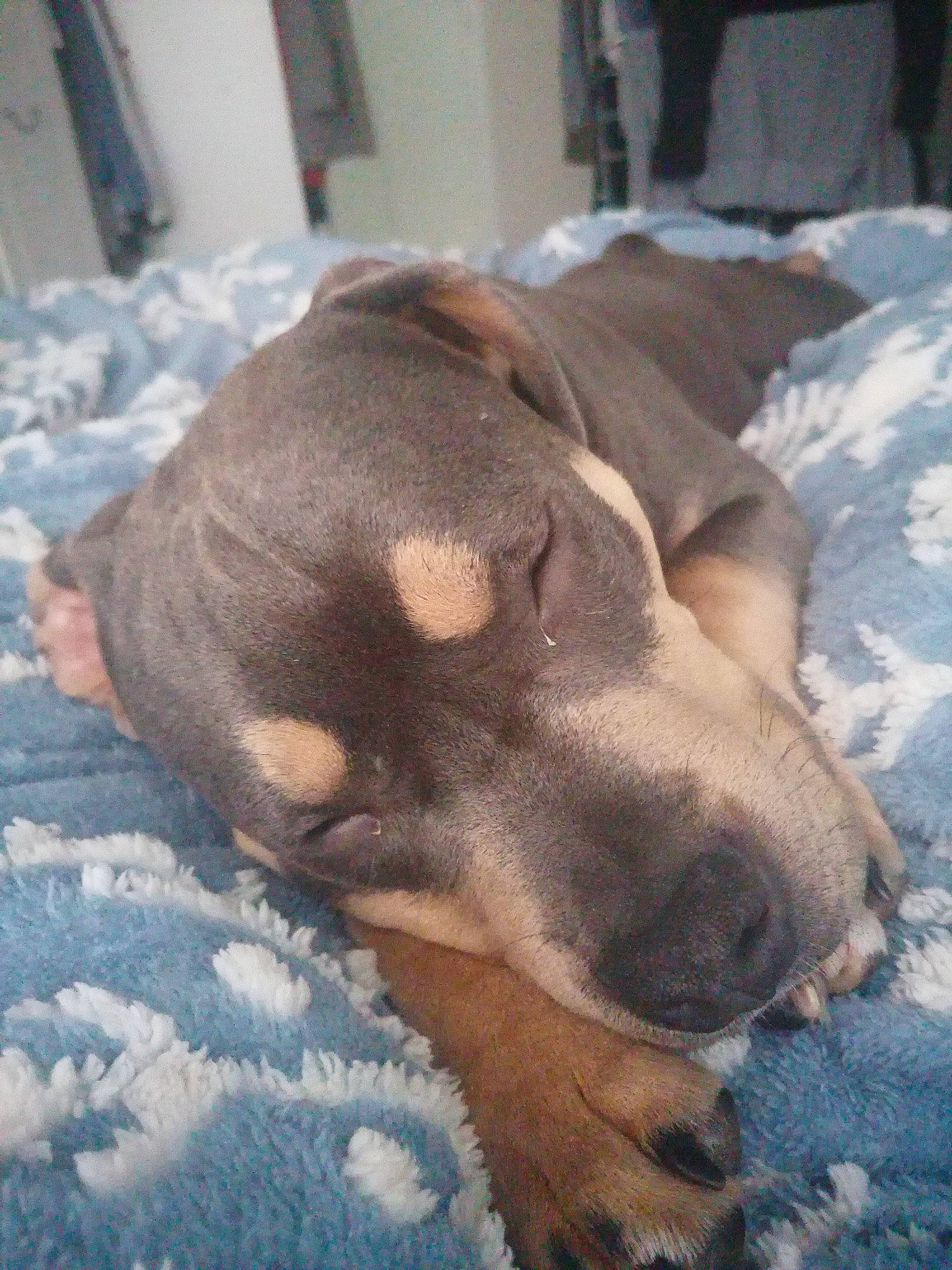 Tupac is registered to the contest to win money with this photo: canidae, carnivore, comfort, companion_dog, dog, dog_breed, dog_supply, ear, fawn, fur, liver, nap, natural_material, paw, pet_supply, snout, sporting_group, whiskers, working_animal, working_dog