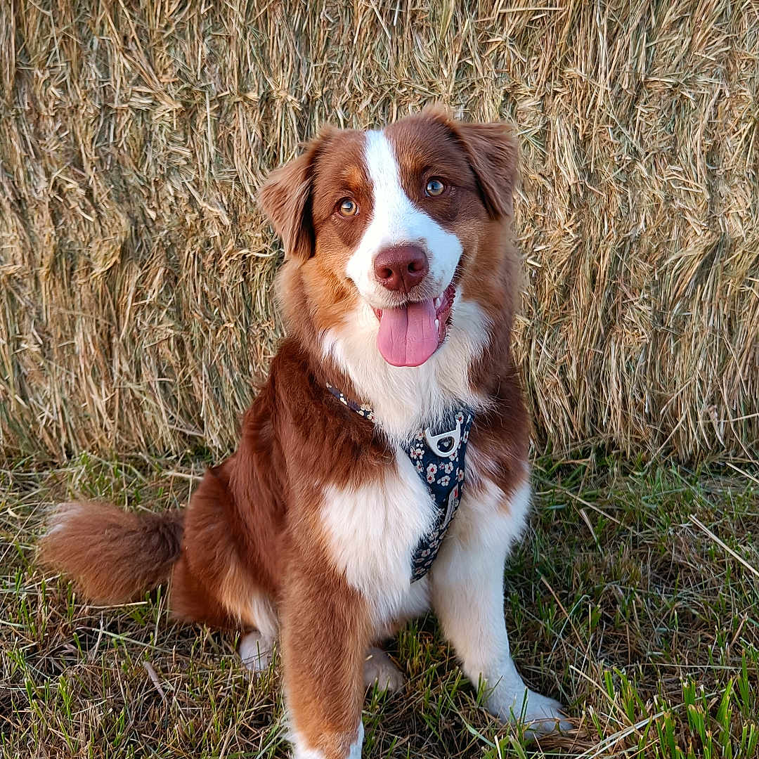 Vahna participe au concours pour gagner de l'argent avec cette photo : animal, brown_dog, canine, daylight, dog, ears, farm, floral_harness, fur, grass, happy_dog, hay, nature, outdoor, pet, portrait, sitting, tail, tongue_out, white_dog