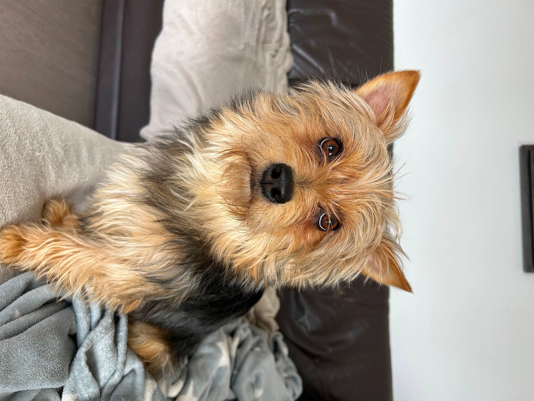 Stitch a rejoint le concours — aidez-le/la à gagner de superbes lots ! canidae, carnivore, companion_dog, dog, dog_breed, dog_clothes, fawn, felidae, fur, maltepoo, puppy, small_terrier, snout, sporting_group, terrestrial_animal, terrier, toy_dog, whiskers, yorkipoo, yorkshire_terrier