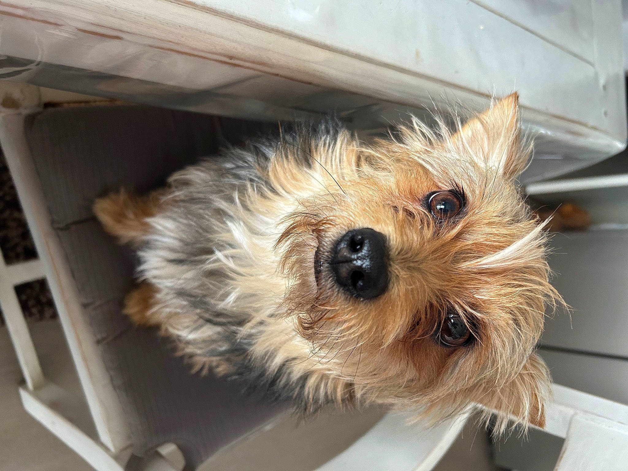 Stitch a rejoint le concours — aidez-le/la à gagner de superbes lots ! biewer_terrier, canidae, carnivore, companion_dog, dog, dog_breed, flooring, fur, gas, small_terrier, snout, sporting_group, terrier, toy_dog, working_animal