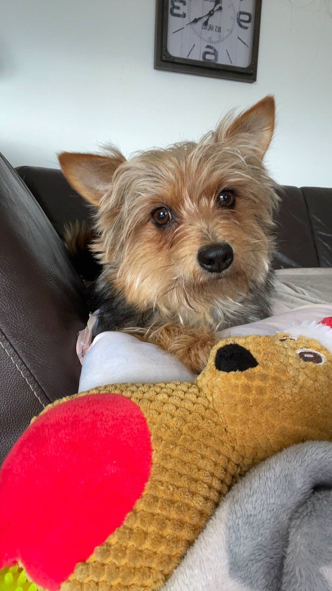 Stitch a rejoint le concours — aidez-le/la à gagner de superbes lots ! biewer_terrier, canidae, carnivore, collar, companion_dog, dog, dog_breed, dog_supply, fawn, fur, non_sporting_group, pet_supply, small_terrier, snout, sporting_group, terrier, toy_dog, working_animal, yorkshire_terrier