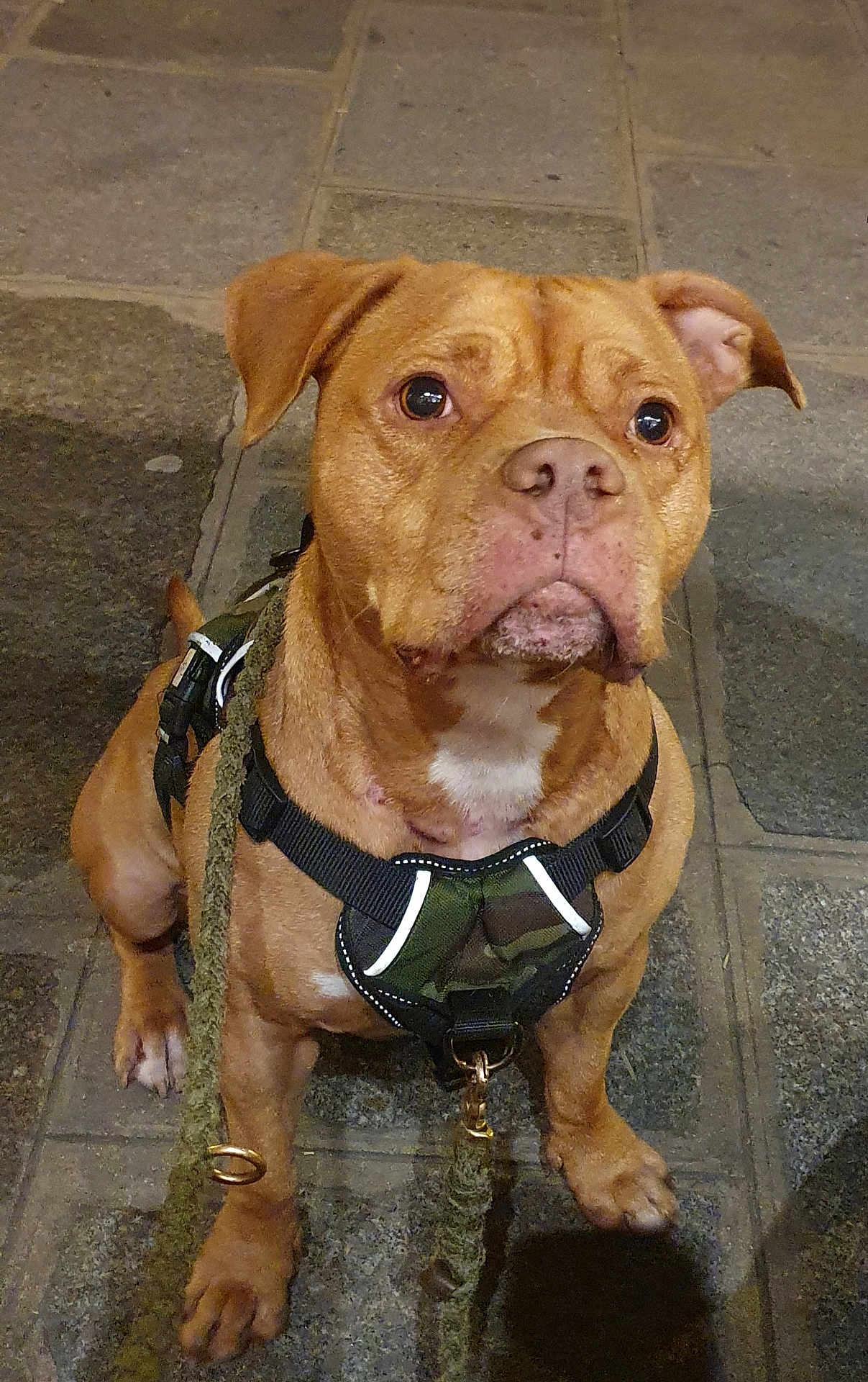 Shenna a rejoint le concours — aidez-le/la à gagner de superbes lots ! dog, brown_dog, pet, canine, leash, harness, sitting, outdoor, stone_floor, close_up, animal, ears, snout, paws, waiting, domestic_animal, companion, alert, cute, friendly