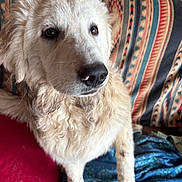 Curly joined the competition — help win amazing prizes! dog, fluffy, cream_colored, pet, indoor, couch, blanket, patterned_blanket, furniture, relaxed, close_up, animal, canine, fur, snout, paw, companion, domestic, cute, portrait