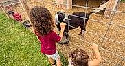 Amaiahkali is registered to the contest to win money with this photo: child, children, goat, animal, fence, barn, grass, outdoor, farm, pet, curly_hair, playful, nature, daylight, rural, young, person, interaction, wooden_structure, field