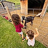 child, children, goat, animal, fence, barn, grass, outdoor, farm, pet, curly_hair, playful, nature, daylight, rural, young, person, interaction, wooden_structure, field