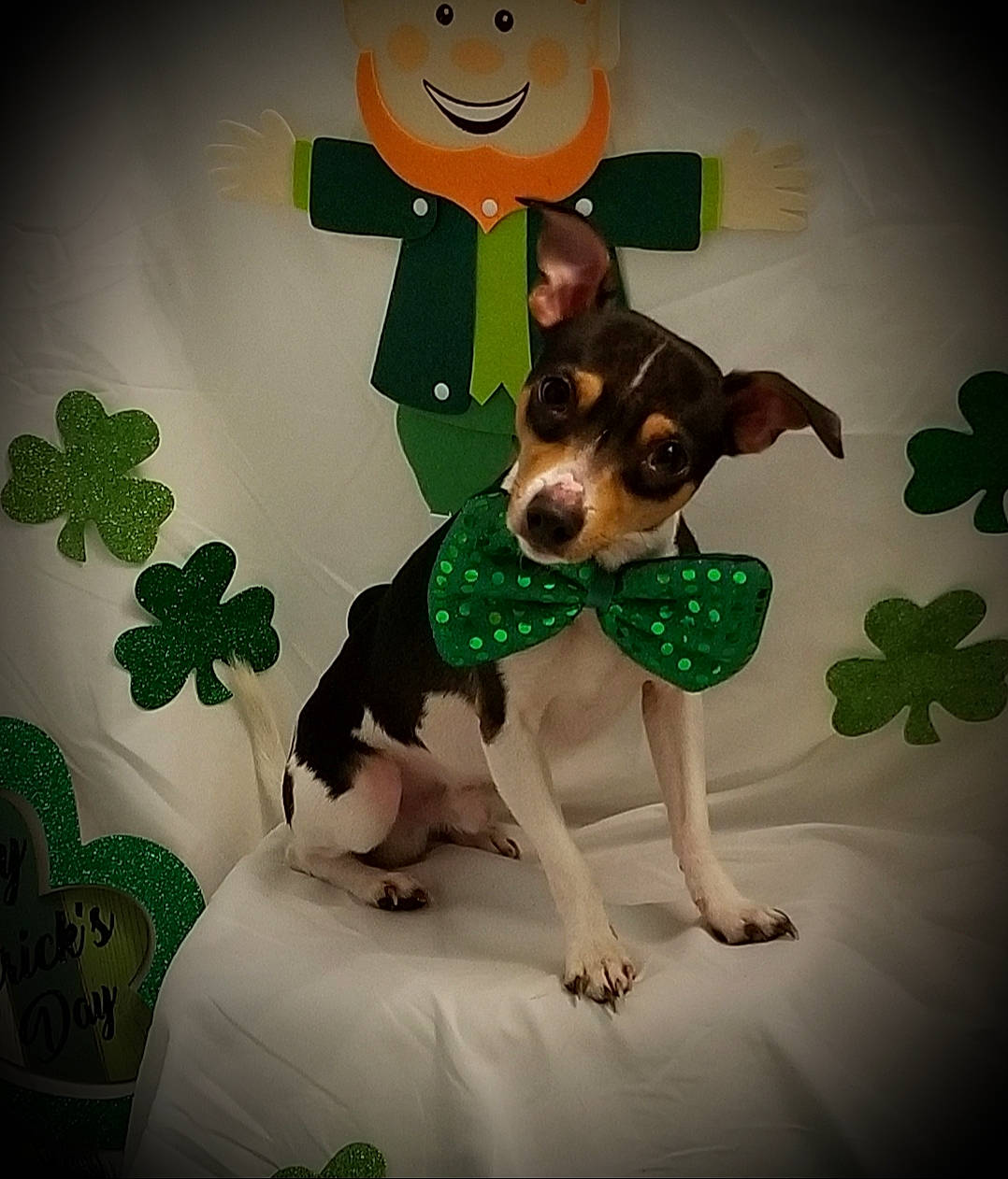 Winston joined the competition — help win amazing prizes! brazilian_terrier, canidae, carnivore, chilean_fox_terrier, companion_dog, dog, dog_breed, english_toy_terrier, feist, holiday, mammal, miniature_fox_terrier, rat_terrier, ratonero_bodeguero_andaluz, saint_patricks_day, teddy_roosevelt_terrier, tenterfield_terrier, toy_fox_terrier