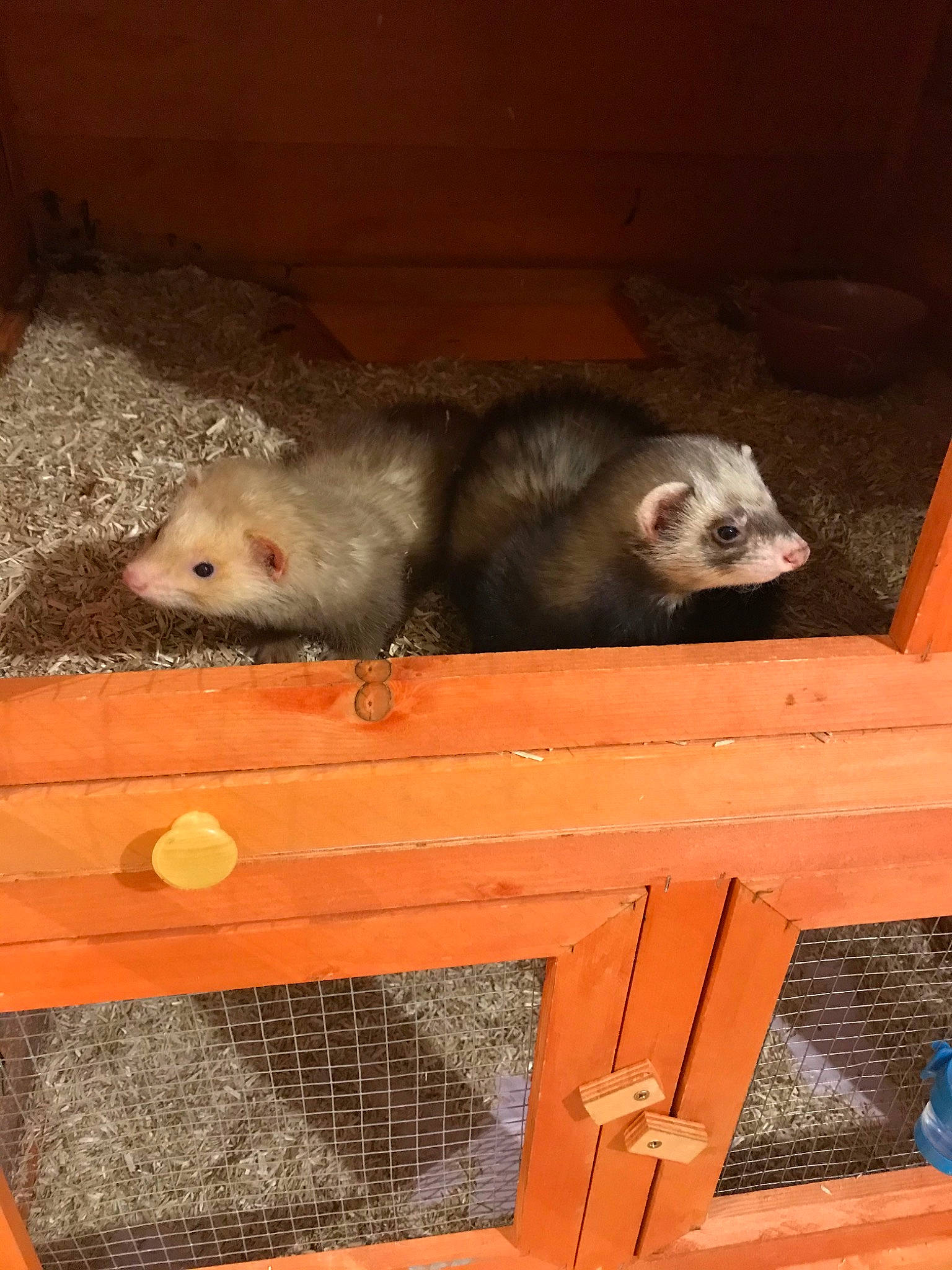 Tagada Et Titi participe au concours pour gagner de l'argent avec cette photo : carnivore, fawn, ferret, mammal, marsupial, marten, mink, mustelidae, mustelinae, opossum, polecat, possum, vertebrate, virginia_opossum