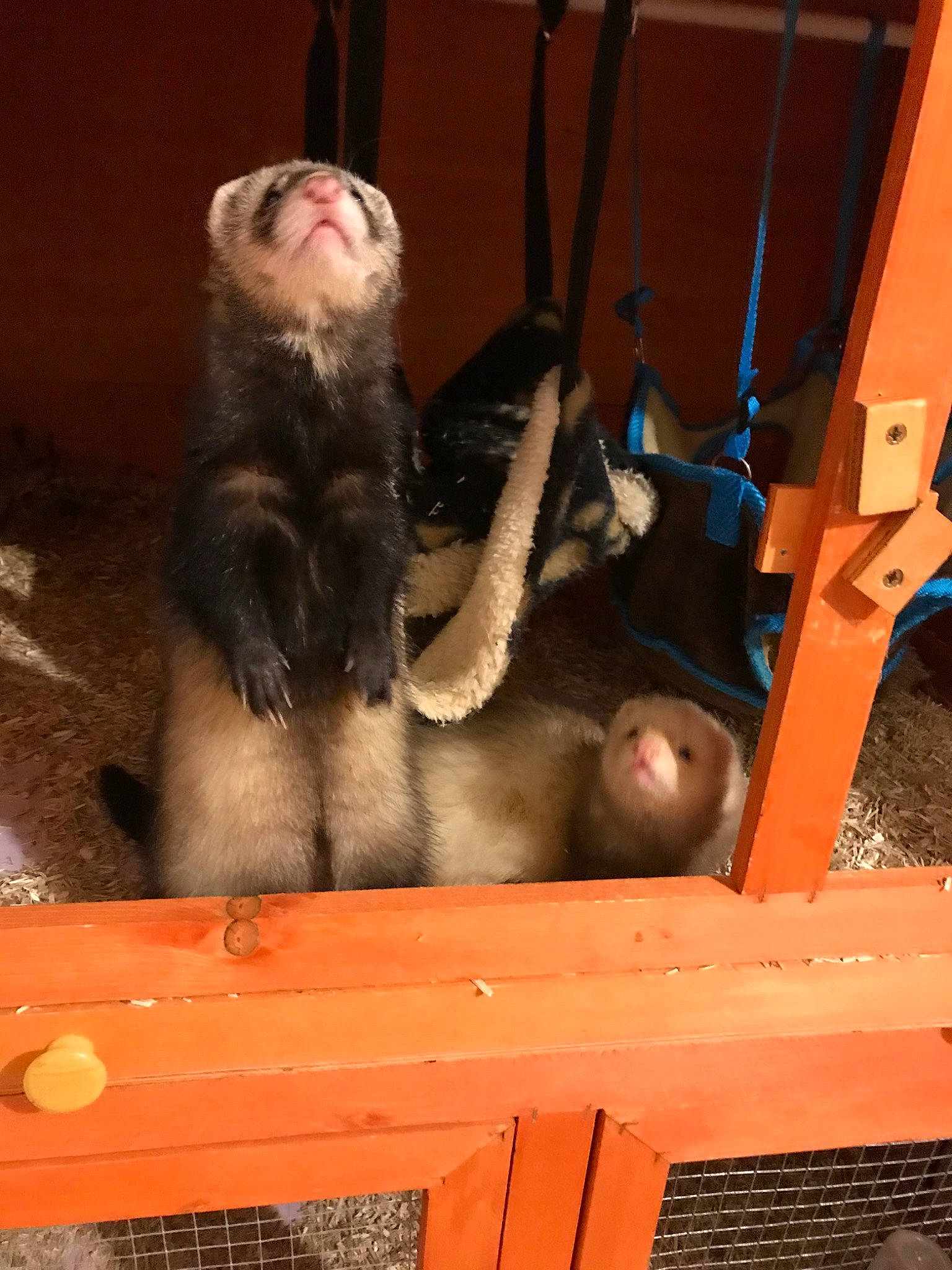 Tagada Et Titi participe au concours pour gagner de l'argent avec cette photo : carnivore, fawn, ferret, fur, mustelidae, old_world_monkey