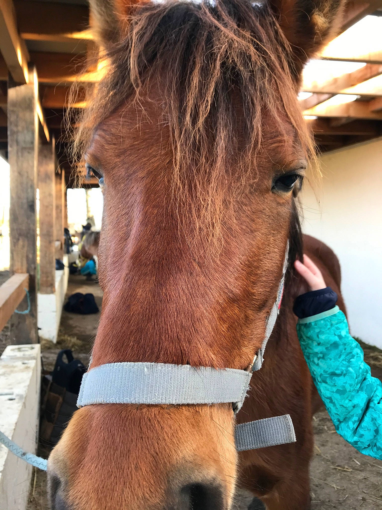 Era a rejoint le concours — aidez-le/la à gagner de superbes lots ! bridle, ear, halter, horse, horse_grooming, horse_supplies, horse_tack, liver, livestock, mammal, mane, mare, pack_animal, rein, snout, sorrel