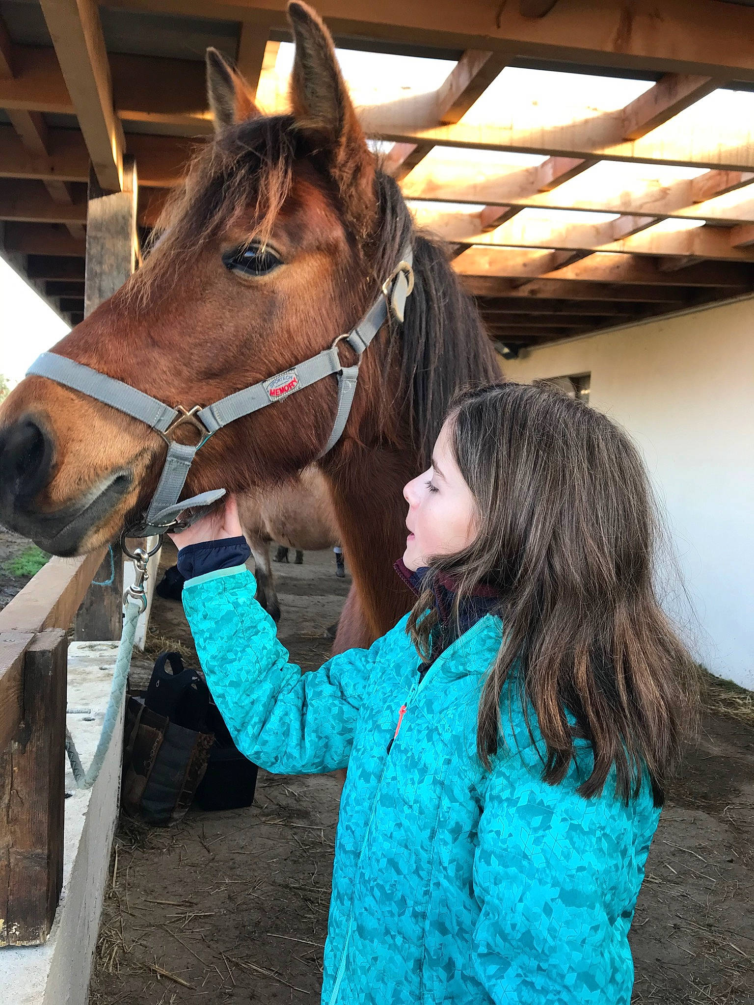 Era a rejoint le concours — aidez-le/la à gagner de superbes lots ! bridle, halter, horse, horse_grooming, horse_harness, horse_supplies, horse_tack, horse_trainer, liver, mammal, mane, mare, mustang_horse, pack_animal, rein, riding_instructor, snout, stable