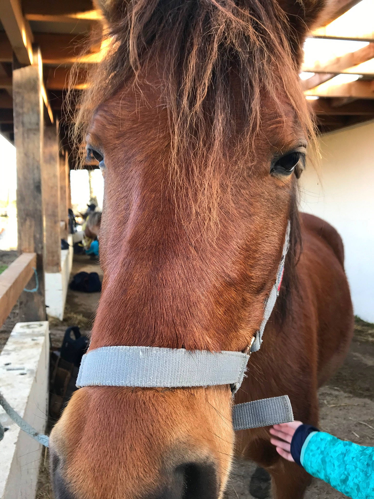 Era participe au concours pour gagner de l'argent avec cette photo : bridle, halter, horse, horse_grooming, horse_supplies, horse_tack, liver, livestock, mammal, mane, mare, mustang_horse, rein, snout, sorrel