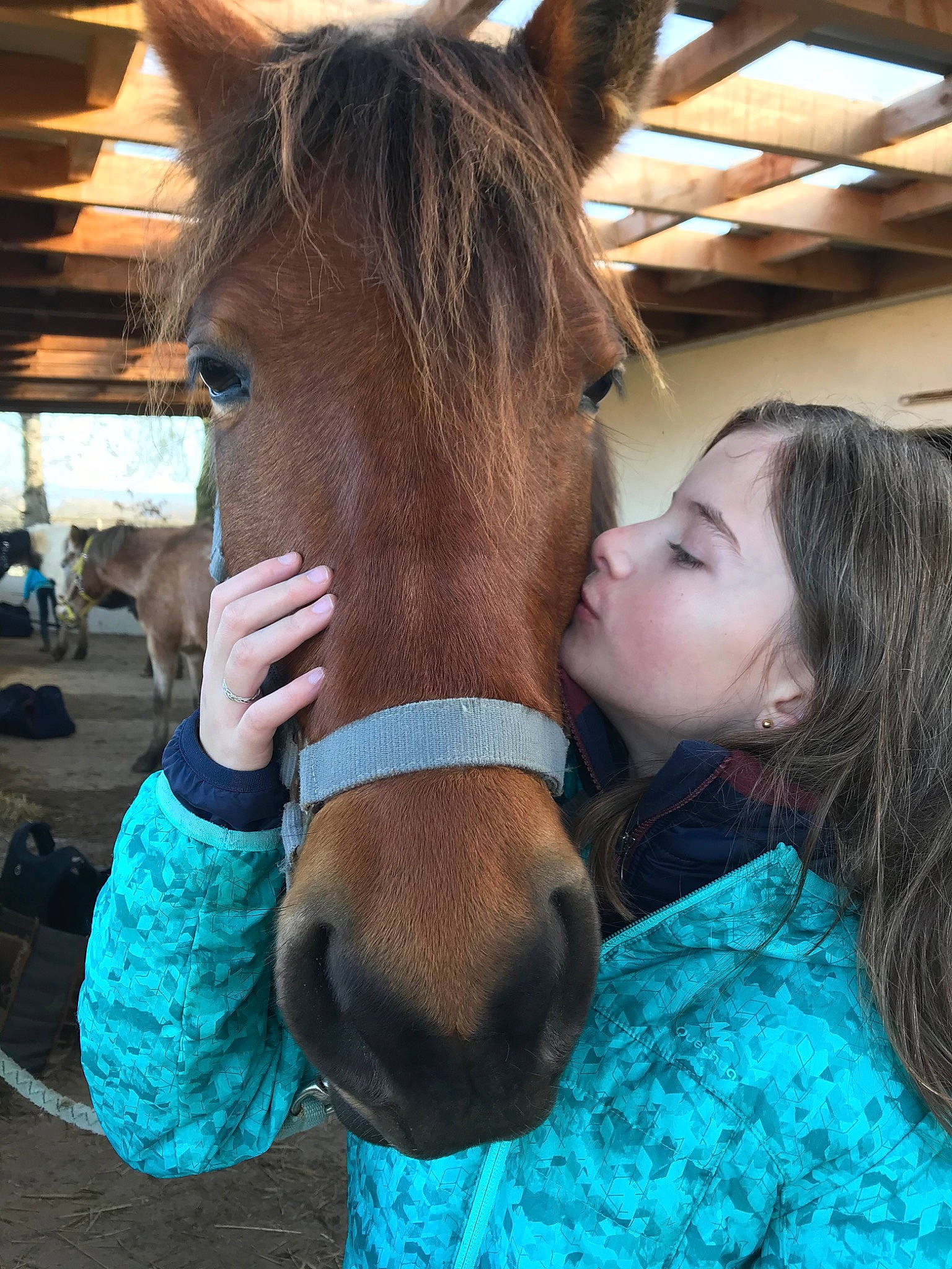 Era a rejoint le concours — aidez-le/la à gagner de superbes lots ! bridle, hair, halter, horse, horse_grooming, horse_supplies, horse_tack, liver, mammal, mane, mare, snout, sorrel