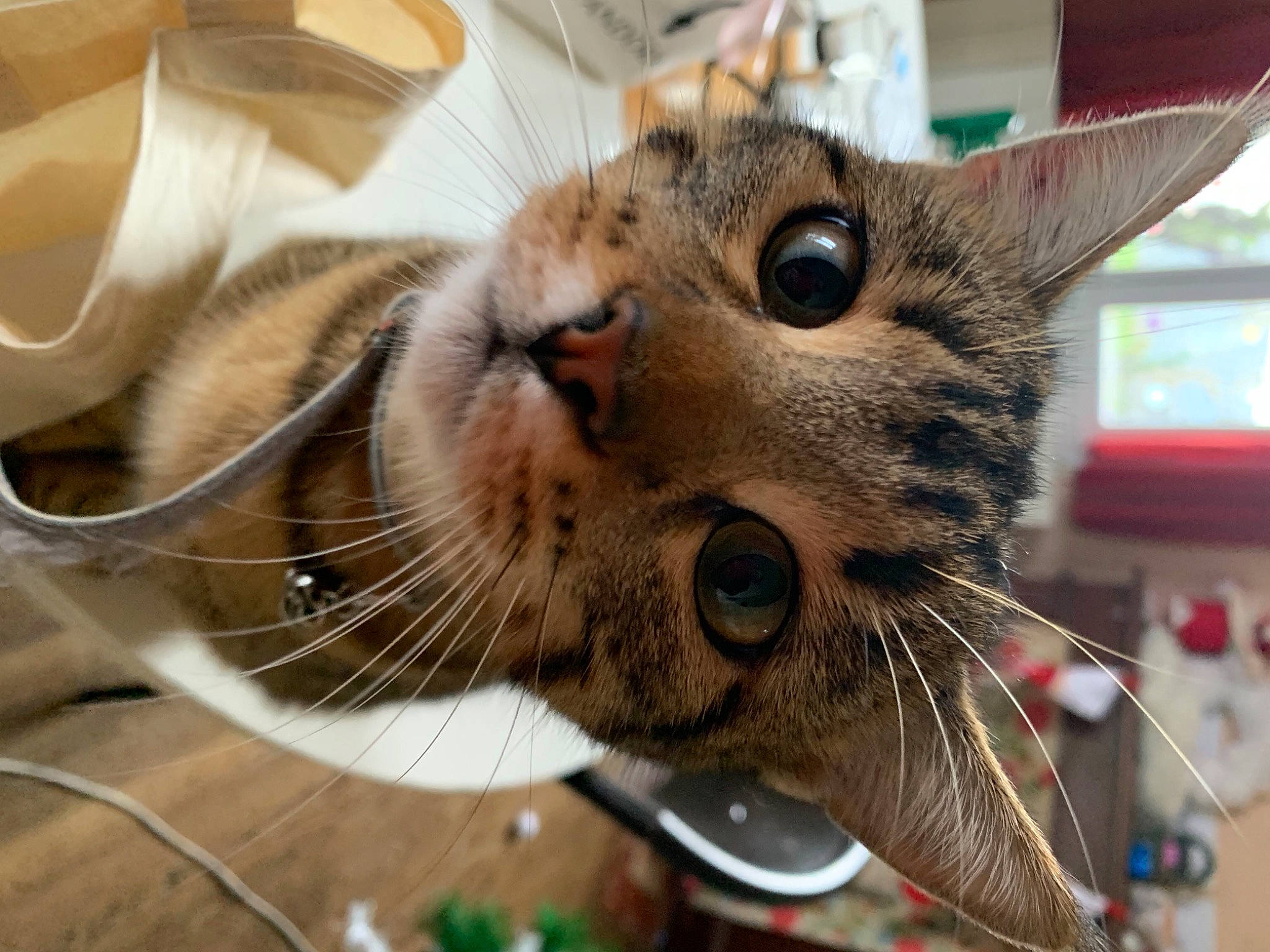 Raimbow a rejoint le concours — aidez-le/la à gagner de superbes lots ! carnivore, cat, collar, curious, domestic_short_haired_cat, felidae, fur, iris, kitchen_utensil, pet_supply, small_to_medium_sized_cats, snout, tabby_cat, vertebrate, whiskers