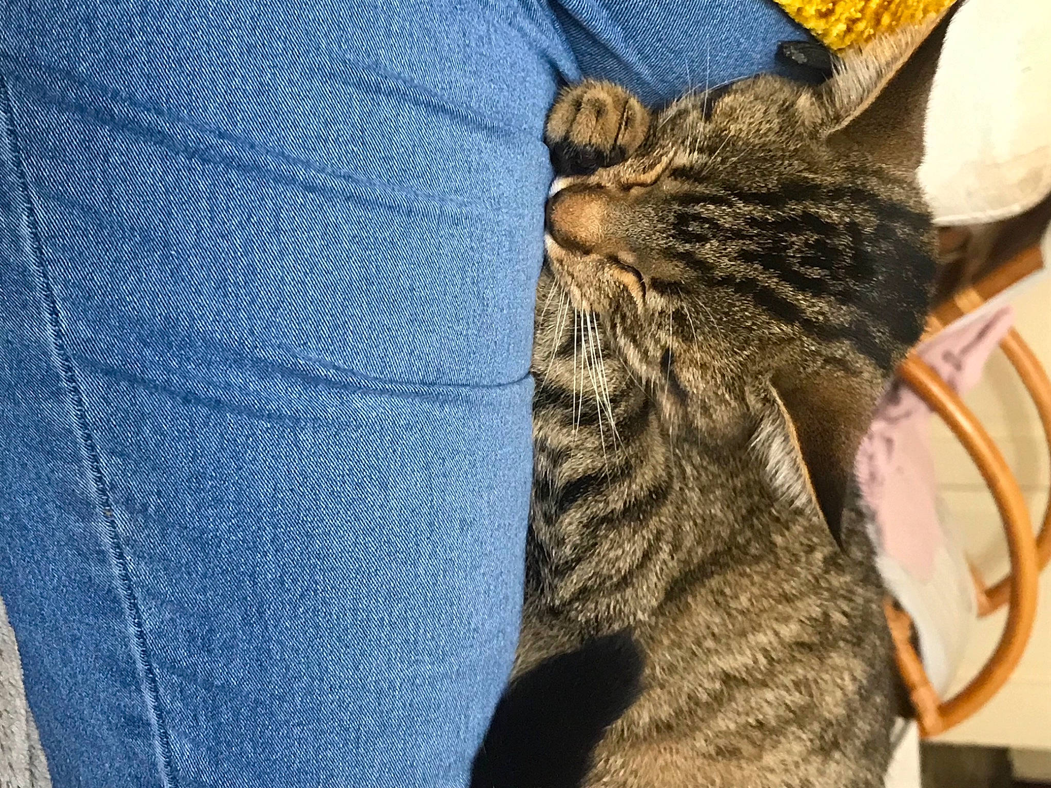 Raimbow participe au concours pour gagner de l'argent avec cette photo : carnivore, cat, domestic_short_haired_cat, felidae, fur, small_to_medium_sized_cats, snout, tabby_cat, terrestrial_animal, whiskers