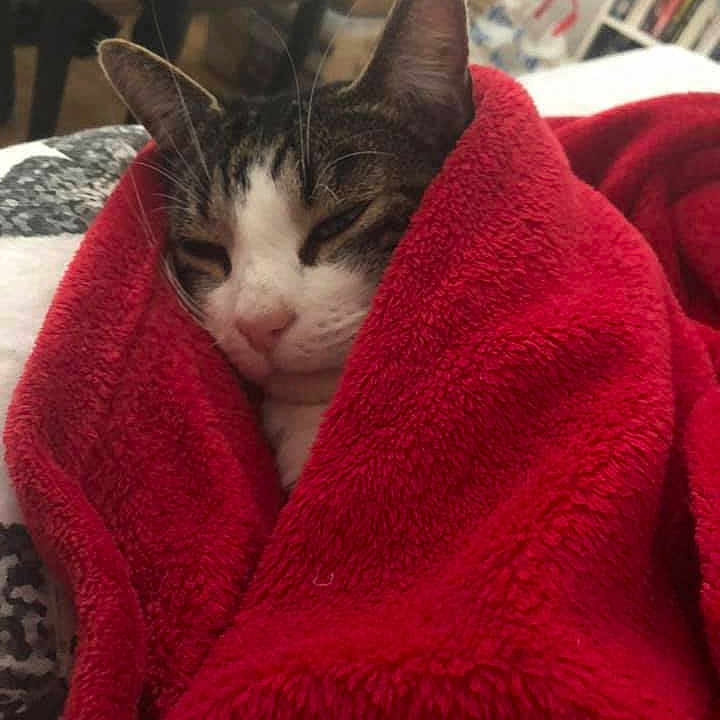 Tabby is registered to the contest to win money with this photo: aegean_cat, asian, carnivore, cat, domestic_short_haired_cat, european_shorthair, felidae, fur, kitten, nap, small_to_medium_sized_cats, snout, tabby_cat, whiskers