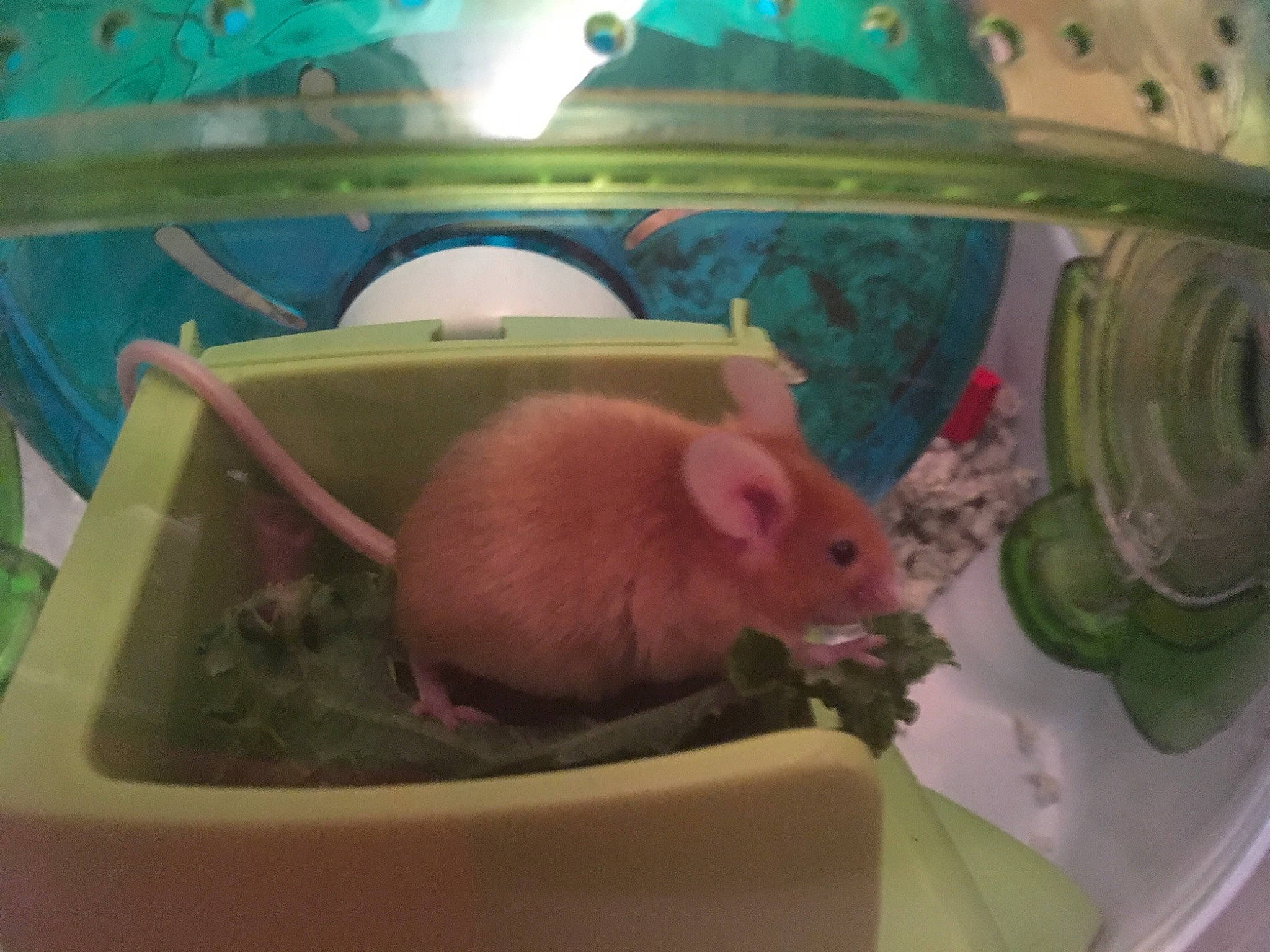 Fievel is registered to the contest to win money with this photo: dormouse, eye, fawn, gerbil, hamster, iris, mammal, mouse, muridae, muroidea, organism, pest, rat, rodent, snout, vertebrate, whiskers