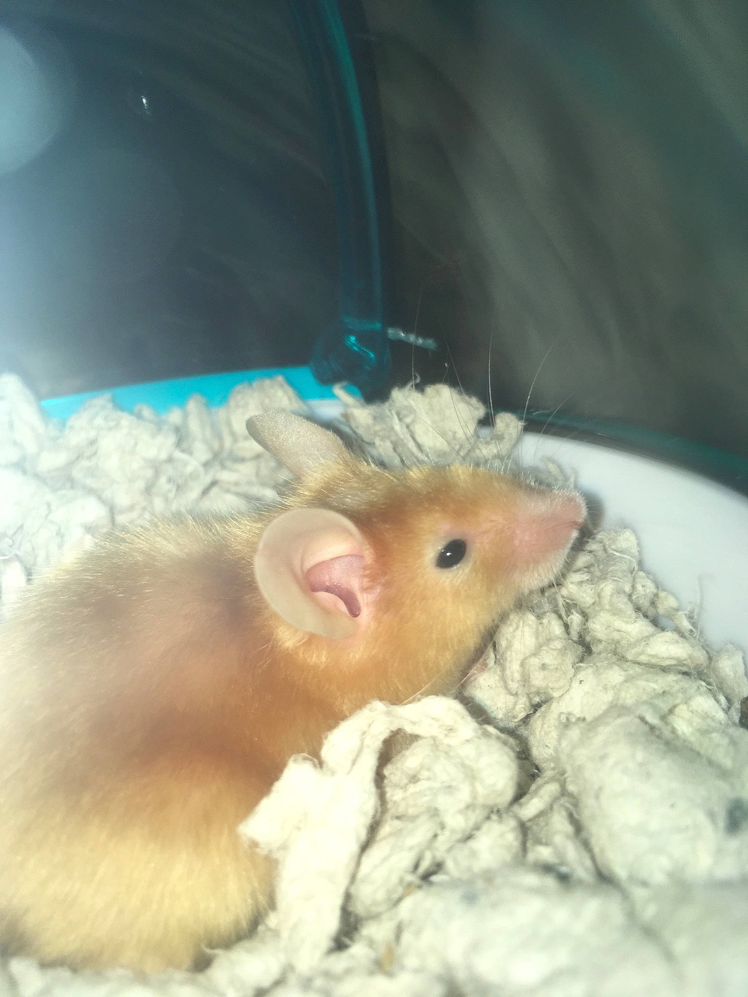 Fievel joined the competition — help win amazing prizes! degu, dormouse, fawn, fur, gerbil, hamster, mouse, muridae, muroidea, pest, rat, rodent, snout, whiskers