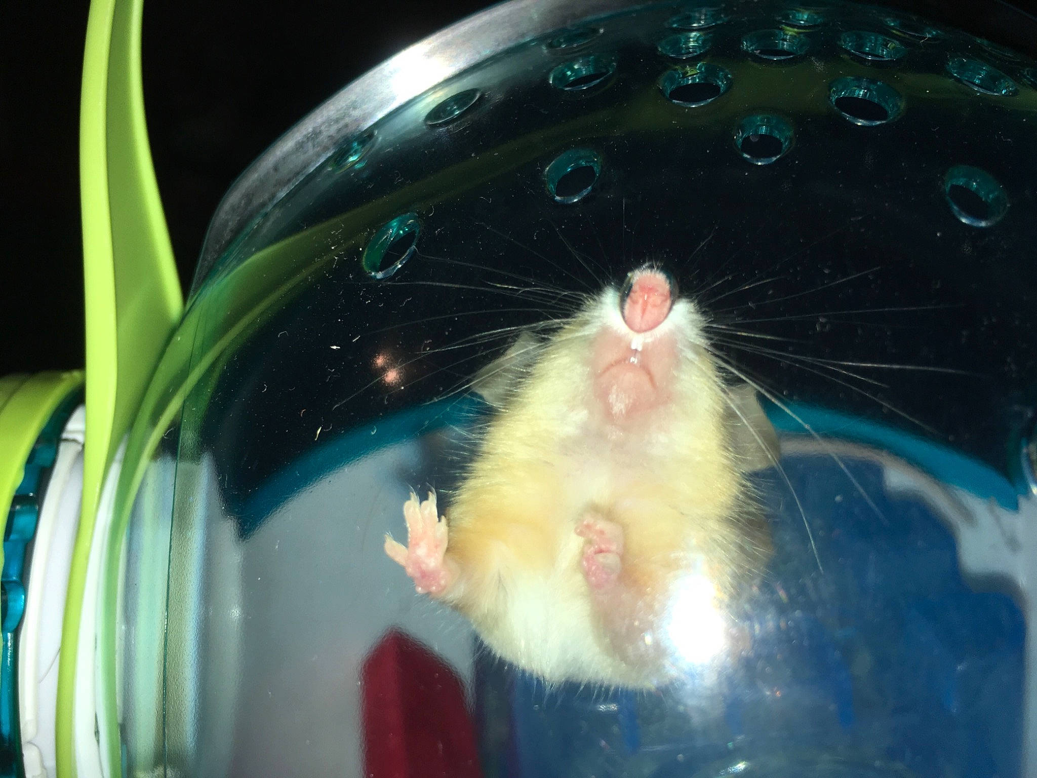 Fievel is registered to the contest to win money with this photo: eye, gerbil, hamster, iris, mouse, muridae, muroidea, rat, rodent, snout, whiskers
