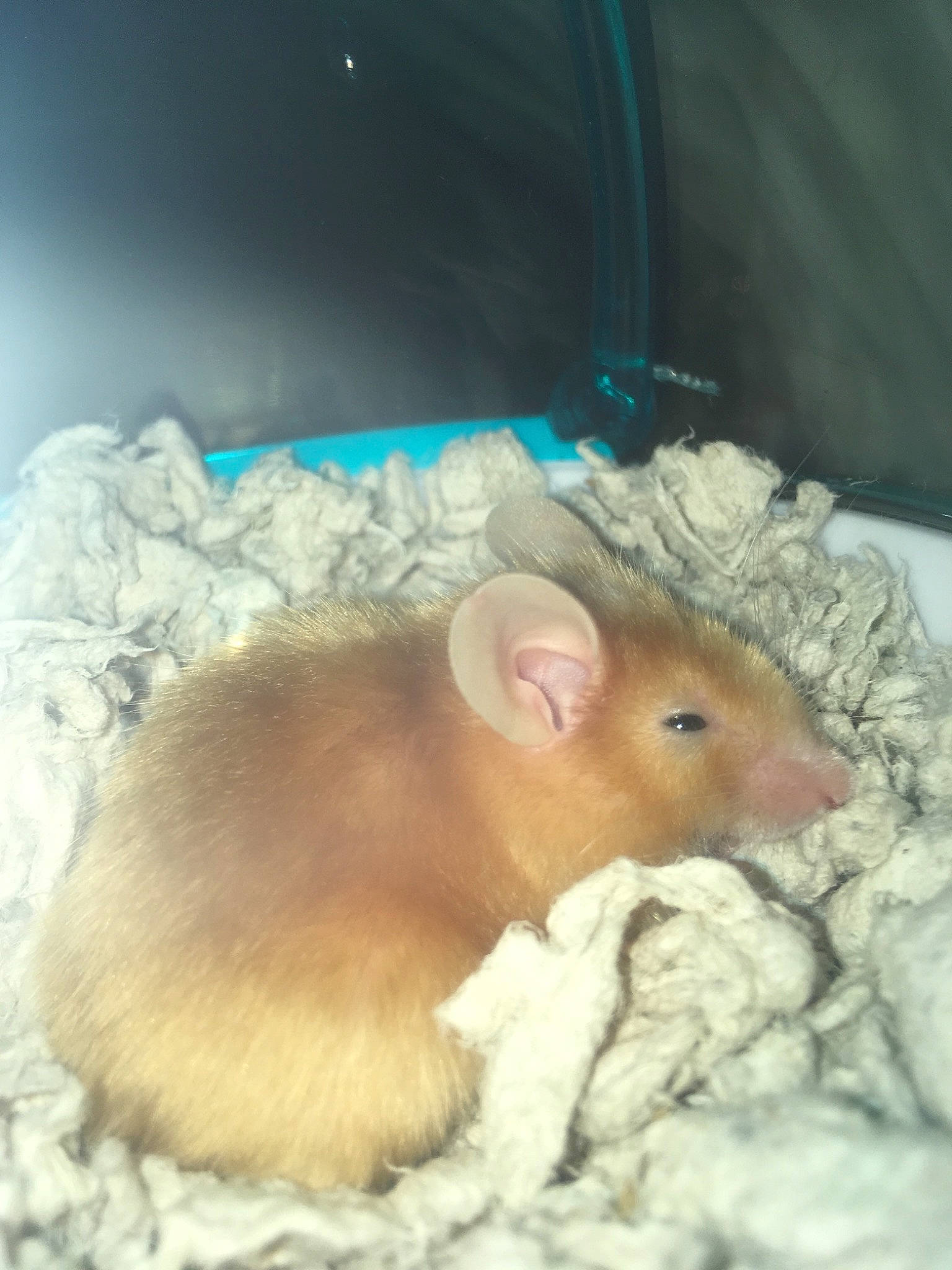 Fievel joined the competition — help win amazing prizes! dormouse, fawn, fur, gerbil, hamster, mouse, muridae, muroidea, organism, pest, rat, rodent, whiskers