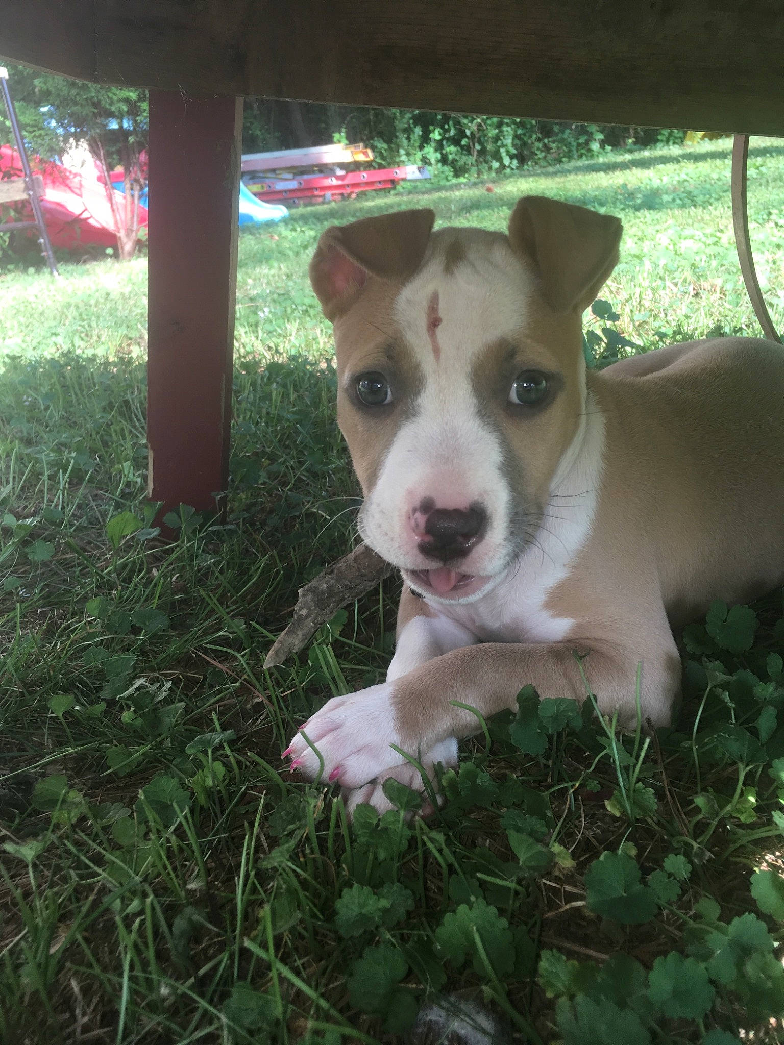 Diamond joined the competition — help win amazing prizes! american_pit_bull_terrier, american_staffordshire_terrier, canidae, carnivore, companion_dog, dog, dog_breed, fawn, feist, jack_russell_terrier, mammal, nose, pit_bull, plant, puppy, rare_breed_dog, snout, terrier, treeing_feist, vertebrate