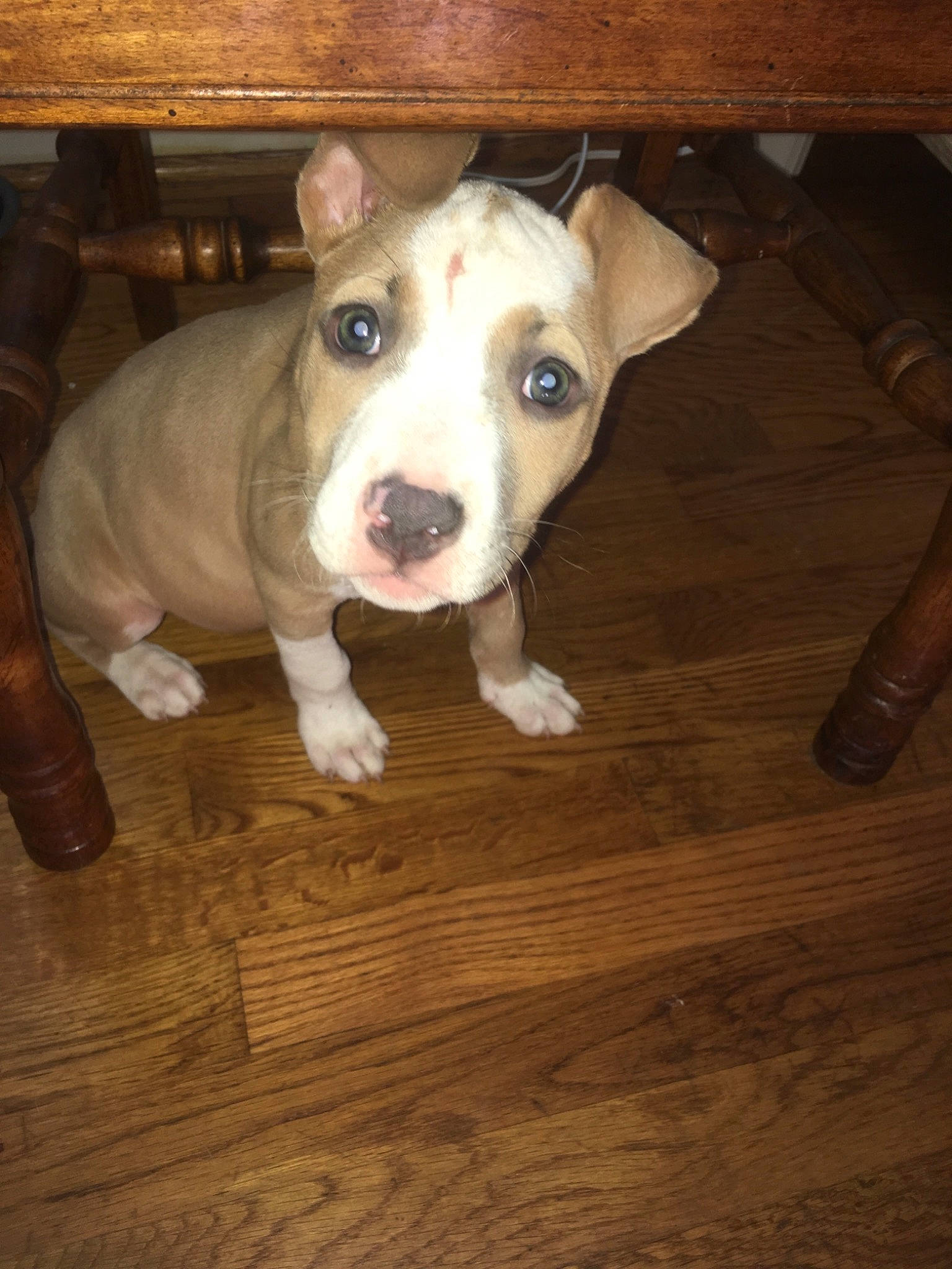 Diamond joined the competition — help win amazing prizes! american_pit_bull_terrier, american_staffordshire_terrier, bull_and_terrier, canidae, carnivore, companion_dog, dog, dog_breed, ear, fawn, mammal, non_sporting_group, nose, old_english_terrier, pit_bull, puppy, rare_breed_dog, snout, terrier, vertebrate