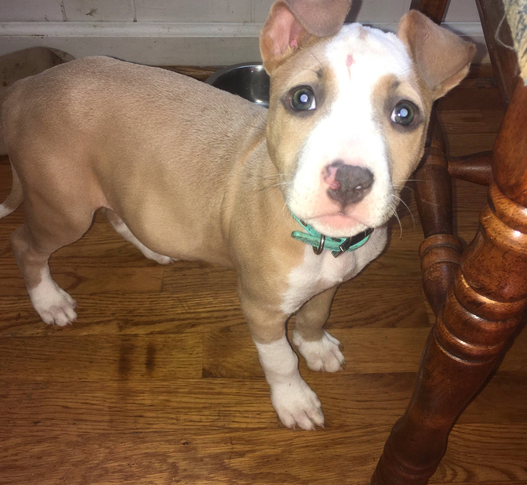 Diamond joined the competition — help win amazing prizes! american_pit_bull_terrier, american_staffordshire_terrier, canidae, carnivore, dog, dog_breed, fawn, feist, mammal, non_sporting_group, nose, pit_bull, puppy, rare_breed_dog, snout, terrier, vertebrate