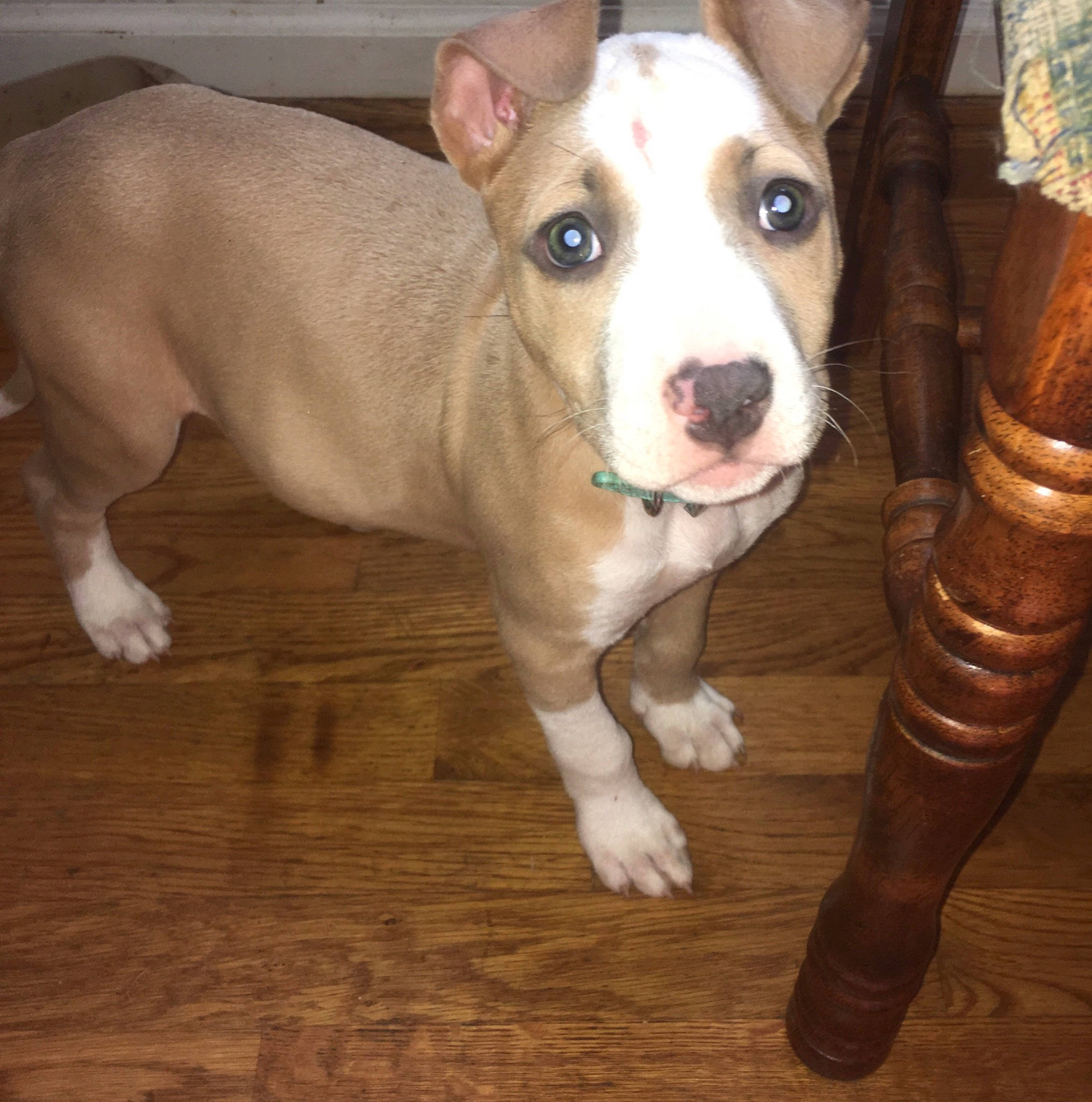 Diamond is registered to the contest to win money with this photo: american_pit_bull_terrier, american_staffordshire_terrier, bull_and_terrier, canidae, carnivore, dog, dog_breed, fawn, feist, mammal, non_sporting_group, nose, old_english_terrier, pit_bull, rare_breed_dog, snout, sporting_group, terrier, vertebrate, whiskers