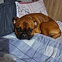 Baby Winston is registered to the contest to win money with this photo: animal, bed, blanket, brown_dog, canine, comfort, cute, dog, ears, face, fur, home, indoor, lying_down, nap, pet, pillow, relaxed, resting, sleepy