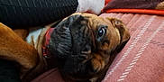 Baby Winston joined the competition — help win amazing prizes! black_pants, brown_dog, close_up, collar, comfort, companion, couch, cozy, dog, face, fur, home, indoor, laying_down, patterned_couch, person, pet, relaxing, resting, white_socks