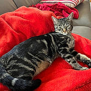 Nala participe au concours pour gagner de l'argent avec cette photo : cat, tabby, pet, animal, feline, resting, couch, blanket, red_blanket, striped_pillow, indoor, relaxed, fur, whiskers, ears, tail, paw, cozy, home, comfortable