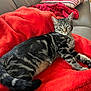 cat, tabby, pet, animal, feline, resting, couch, blanket, red_blanket, striped_pillow, indoor, relaxed, fur, whiskers, ears, tail, paw, cozy, home, comfortable
